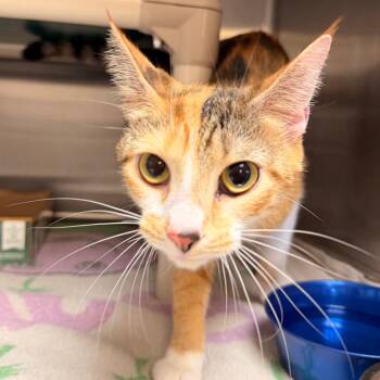 Foxi -  Domestic Short Hair Cat for Adoption in Indianapolis, Indiana - Foxi | PetCurious