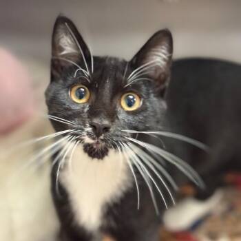Domino -  Domestic Short Hair Cat for Adoption in Goleta, California - Domino | PetCurious