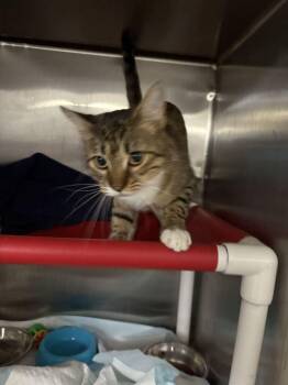 Lady May -  Domestic Short Hair Cat for Adoption in Cincinnati, Ohio - Lady May | PetCurious
