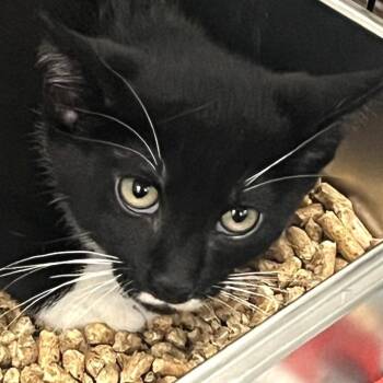 Oxford -  Domestic Short Hair Cat for Adoption in Idaho Falls, Idaho - Oxford | PetCurious