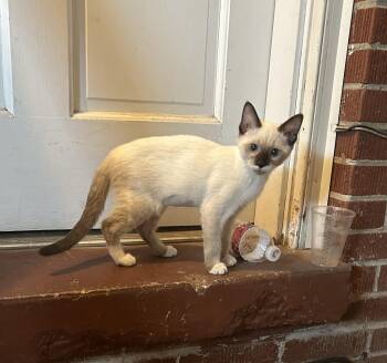 Pria -  Domestic Short Hair Cat for Adoption in Dyersburg, Tennessee - Pria | PetCurious