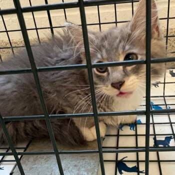 Daemon -  Domestic Medium Hair Cat for Adoption in Gloucester, Virginia - Daemon | PetCurious