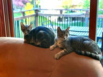 Domestic Short Hair Cats Available for Adoption in Minneapolis, Minnesota - Lilo / Loka | PetCurious