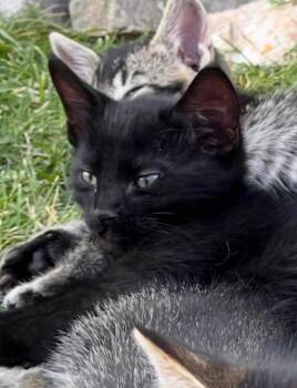 Alphonse -  Domestic Short Hair Cat for Adoption in Logan, Utah - Alphonse | PetCurious