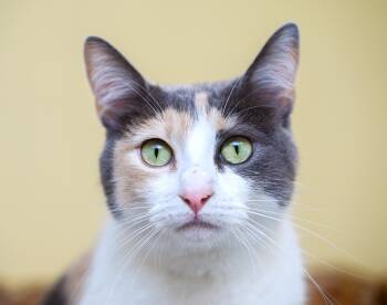 Soma -  Dilute Calico and Domestic Short Hair Cat for Adoption in Chattanooga, Tennessee - Soma | PetCurious