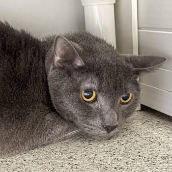 Smokey -  Domestic Short Hair Cat for Adoption in Cooperstown, New York - Smokey | PetCurious