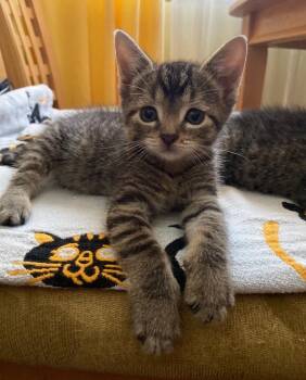 Uno -  Domestic Short Hair Cat for Adoption in Pomona, New York - Uno | PetCurious