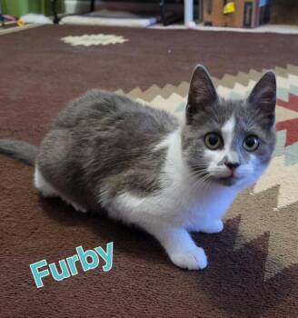 Domestic Short Hair Cats Available for Adoption in New Bern, North Carolina - Furby Kitten (f) | PetCurious