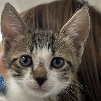 Cardinal -  Domestic Short Hair Cat for Adoption in West Palm Beach, Florida - Cardinal | PetCurious