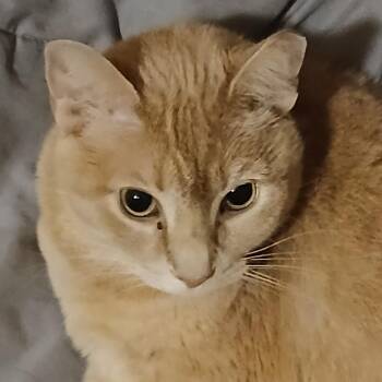 Peaches -  Domestic Short Hair Cat for Adoption in Lynchburg, Virginia - Peaches | PetCurious