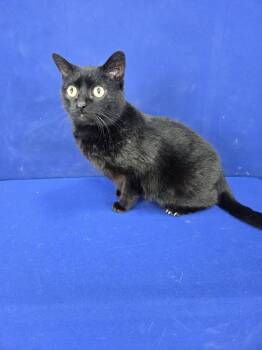 American Shorthair Cats Available for Adoption in Ruston, Louisiana - O.O Loading... | PetCurious