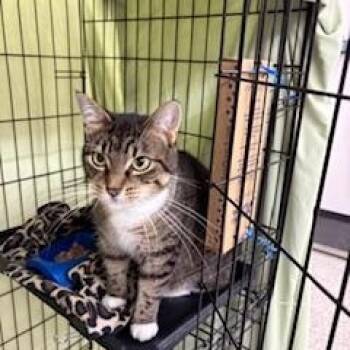 Jane -  Domestic Short Hair Cat for Adoption in Black River Falls, Wisconsin - Jane | PetCurious