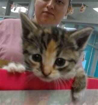 A474869 -  Domestic Short Hair Cat for Adoption in Oklahoma City, Oklahoma - A474869 | PetCurious