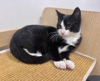 Carlo -  Domestic Short Hair Cat for Adoption in North Babylon, New York - Carlo | PetCurious