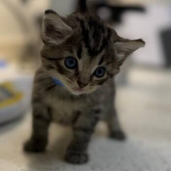 Pippin -  Domestic Short Hair Cat for Adoption in Auburn, Alabama - Pippin | PetCurious