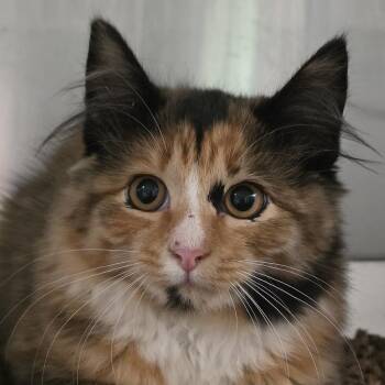 Atlantic -  Domestic Medium Hair Cat for Adoption in Kennebunk, Maine - Atlantic | PetCurious