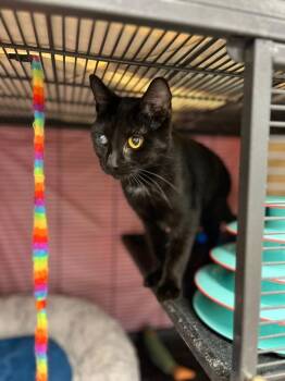 Ember -  Domestic Short Hair Cat for Adoption in Papillion, Nebraska - Ember | PetCurious