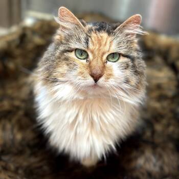 Rescue Domestic Long Hair Cats for Adoption in Flagstaff, Arizona - Girlie - Special Sweetheart | PetCurious