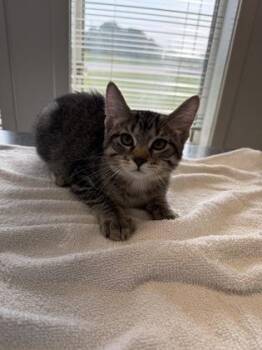 Alvin -  Domestic Short Hair Cat for Adoption in Lafayette, Indiana - Alvin | PetCurious
