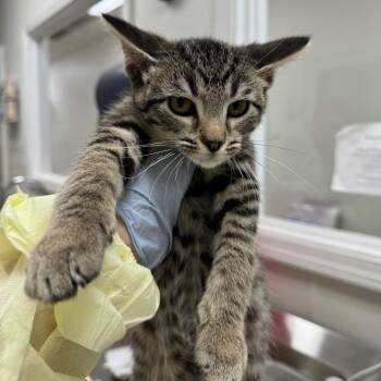 Seven up -  Domestic Short Hair Cat for Adoption in Pekin, Illinois - Seven Up | PetCurious