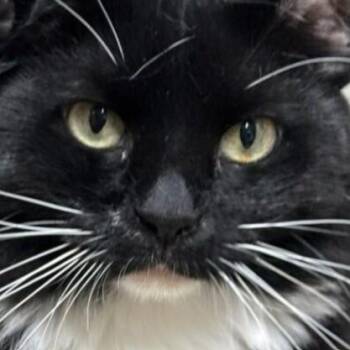 Rescue Domestic Medium Hair Cats for Adoption in Houston, Texas - Rose Bud | PetCurious