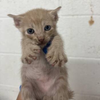 Orion -  American Shorthair Cat for Adoption in Edinburg, Texas - Orion | PetCurious