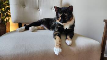 Brownie -  Domestic Short Hair Cat for Adoption in Mayfield, New York - Brownie | PetCurious