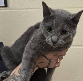 RIKKI -  Domestic Short Hair Cat for Adoption in Aliquippa, Pennsylvania - RIKKI | PetCurious