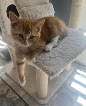 Cheddar -  Domestic Short Hair Cat for Adoption in Swansea, Illinois - Cheddar | PetCurious