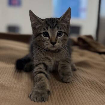 Koa -  Domestic Short Hair Cat for Adoption in Bullhead City, Arizona - Koa | PetCurious