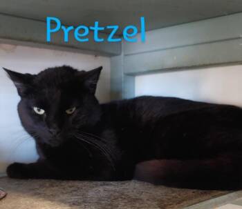 Domestic Short Hair Cats Available for Adoption in Sorrento, Louisiana - Pretzel | PetCurious