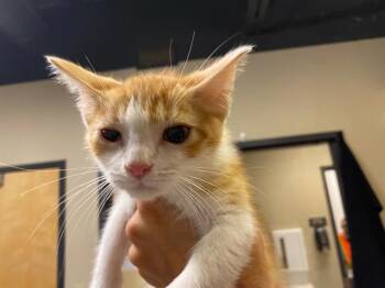 A612174 -  Domestic Short Hair Cat for Adoption in Modesto, California - A612174 | PetCurious