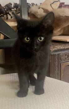 Rescue American Shorthair Cats for Adoption in Calimesa, California - Olive | PetCurious