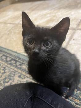 Kole -  American Shorthair Cat for Adoption in Tampa, Florida - Kole | PetCurious