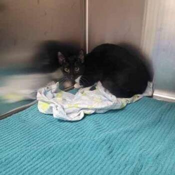 Jackferd -  Domestic Short Hair Cat for Adoption in Memphis, Tennessee - Jackferd | PetCurious