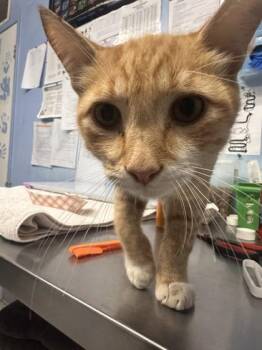 Phineas -  Domestic Short Hair Cat for Adoption in Roseville, California - Phineas | PetCurious