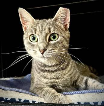 Blue -  Domestic Short Hair Cat Available for Adoption in Littlestown, Pennsylvania - Blue | PetCurious