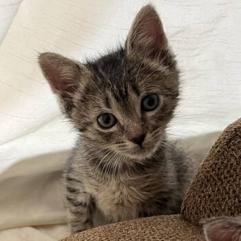Domestic Short Hair Cats Available for Adoption in San Antonio, Texas - Delphis | PetCurious