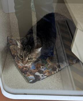 DEWEY -  Domestic Short Hair Cat for Adoption in Hastings, Michigan - DEWEY | PetCurious