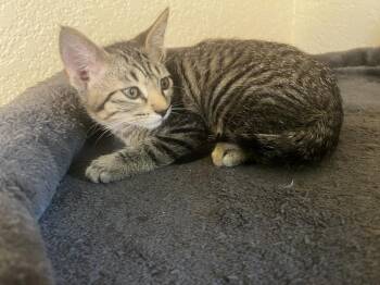Dex -  Domestic Short Hair Cat for Adoption in Blanchard, Oklahoma - Dex | PetCurious