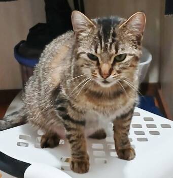 Domestic Medium Hair Cats Available for Adoption - Pavy Cat | PetCurious
