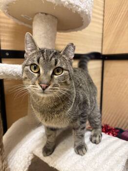 Domestic Short Hair and Tabby Cats Available for Adoption - Baby Bear | PetCurious