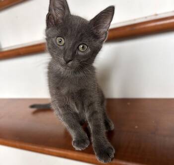 Bluebell -  Russian Blue Cat Available for Adoption in Fort Myers, Florida - Bluebell | PetCurious