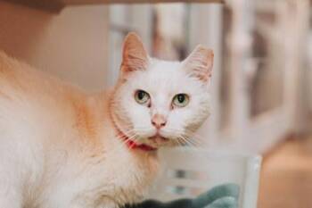 94298a Sugar -  Domestic Medium Hair and Domestic Short Hair Cat for Adoption in North Charleston, South Carolina - 94298a Sugar | PetCurious