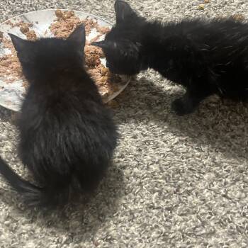 Domestic Short Hair Cats Available for Adoption - Boots C10950 | PetCurious