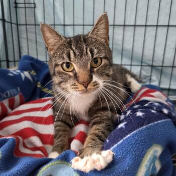 Domestic Short Hair Cats Available for Adoption - Cora | PetCurious