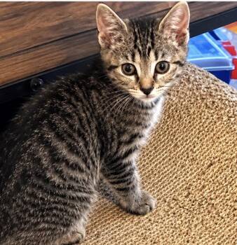 Vivian -  Tabby Cat for Adoption in Maineville, Ohio - Vivian | PetCurious