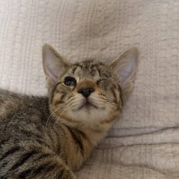 Terminator -  Domestic Medium Hair Cat for Adoption in Newberg, Oregon - Terminator | PetCurious