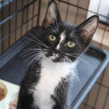 Doodlebob -  Domestic Short Hair Cat for Adoption in West Point, Mississippi - Doodlebob | PetCurious