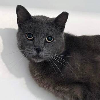 Domestic Short Hair Cats Available for Adoption in Wichita, Kansas - Flame | PetCurious